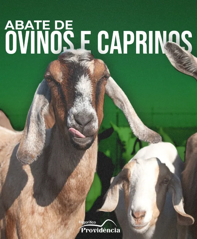 Caprinos do Frigorífico Providência, com o título Abate de ovinos e caprinos
