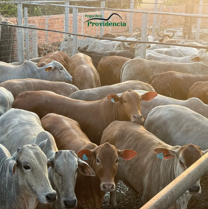 Lote de gado no curral